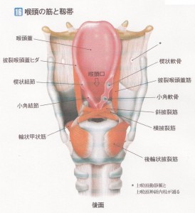 喉頭図