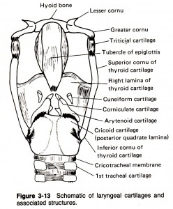 Zemlin Fig. 3-13 Shematic of laryngeal cartilages and associated structures.