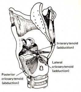 喉頭内筋の動き　