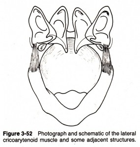 fig.3-52 lateral cricoarytenoid