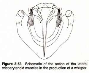 fig.3-53 lateral cricoarytenoid