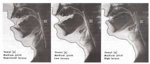 Fig. 47a Three Positions of the Larynx for Ah