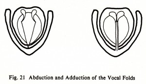 Fig. 21 Abduction and Adduction of the Vocal Folds