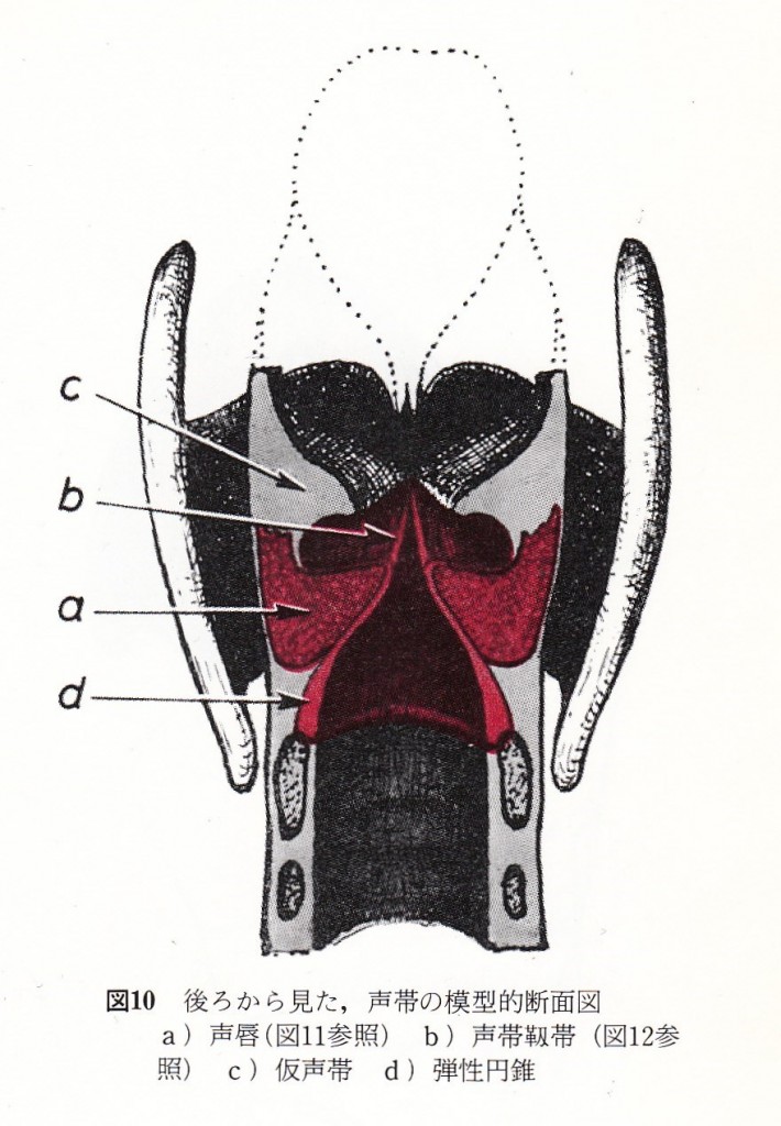 声帯 | History of Vocal Pedagogy